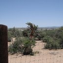 arizona from other cameras - DSCF1534
